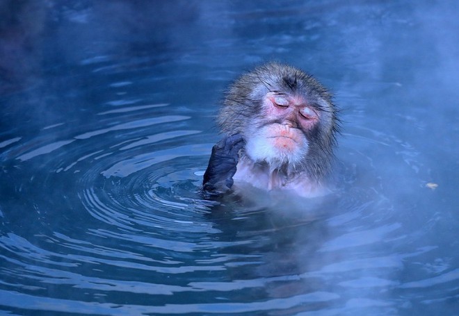Thời tiết giá lạnh, khỉ ở Nhật Bản rủ nhau ngâm suối nước nóng, đốt lửa trại nướng khoai ăn - Ảnh 3.
