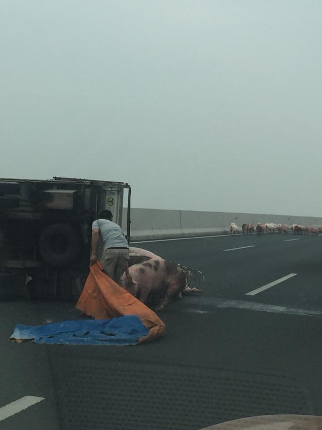 Lật xe tải chở lợn trên cao tốc 5B: Người mải sửa xe, đàn lợn chạy tung tăng giữa đường - Ảnh 1.