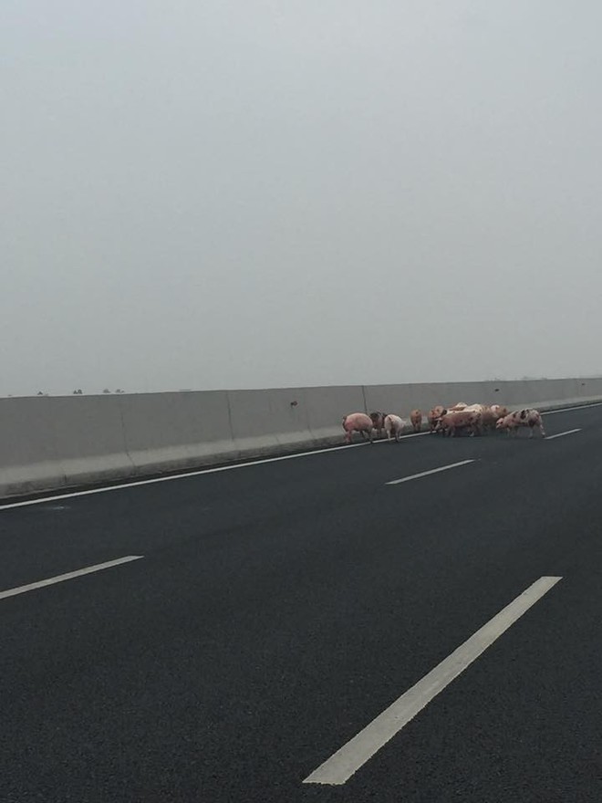 Lật xe tải chở lợn trên cao tốc 5B: Người mải sửa xe, đàn lợn chạy tung tăng giữa đường - Ảnh 3.