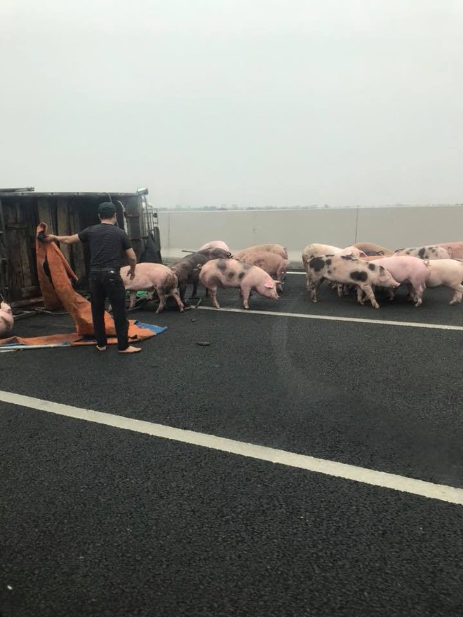 Lật xe tải chở lợn trên cao tốc 5B: Người mải sửa xe, đàn lợn chạy tung tăng giữa đường - Ảnh 4.