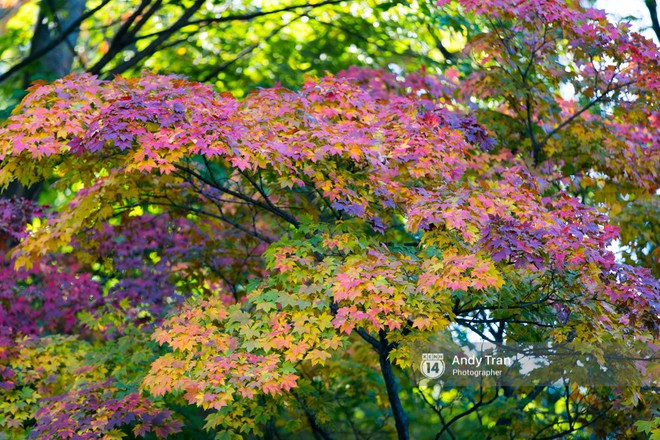Không phải tự nhiên mà người ta nói: Nhất định phải đến Hàn Quốc một lần vào mùa thu lá vàng - Ảnh 9.