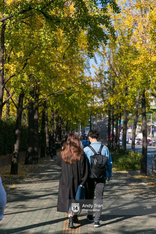 Không phải tự nhiên mà người ta nói: Nhất định phải đến Hàn Quốc một lần vào mùa thu lá vàng - Ảnh 20.