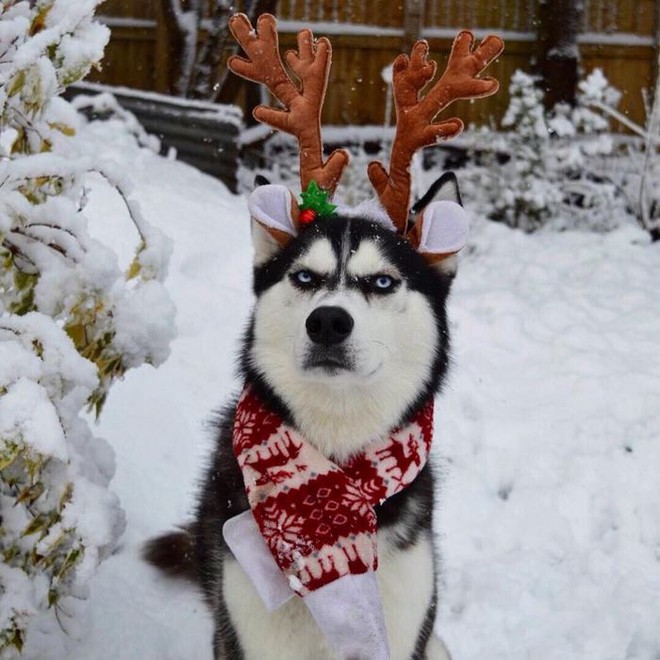 Gặp gỡ chú chó có khuôn mặt cau có nhất mùa Giáng Sinh - Ảnh 19.