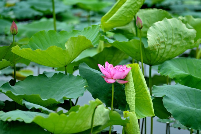 Miễn phí vé vào cổng “Thung lũng hoa Hồ Tây” - Ảnh 1.