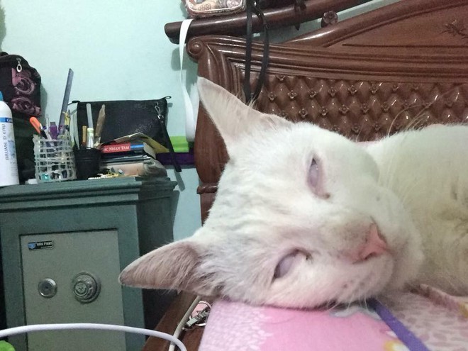 Lũ t&ocirc;m cảnh &ocirc;m nhau ngủ say như chết nhận nhiều ch&uacute; &yacute; của cộng đồng mạng - Ảnh 10.