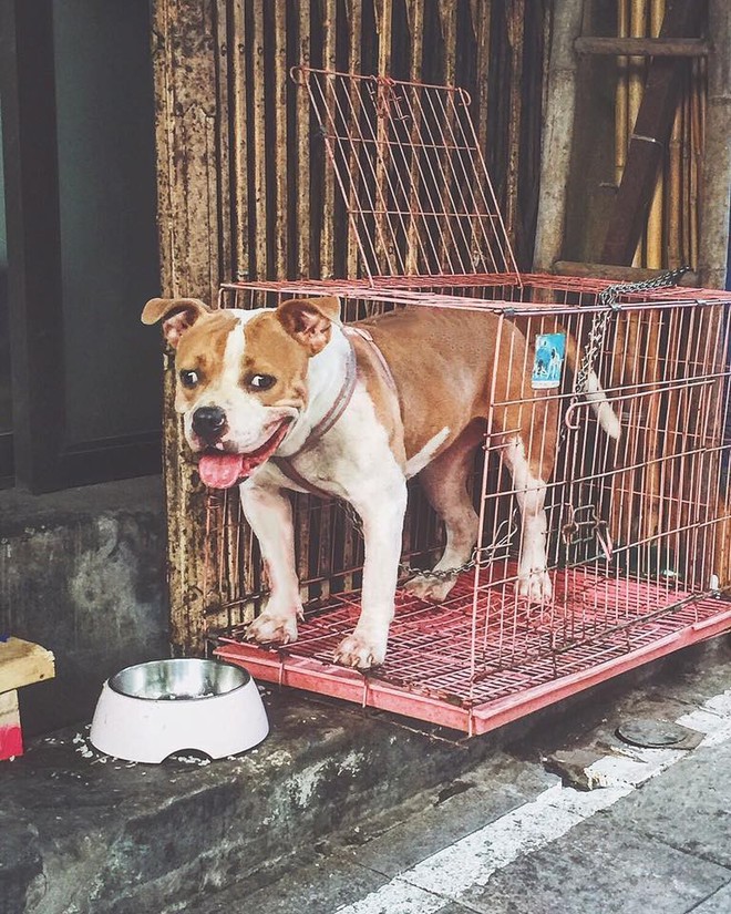 Lũ tôm cảnh ôm nhau ngủ say như chết nhận nhiều chú ý của cộng đồng mạng - Ảnh 3.