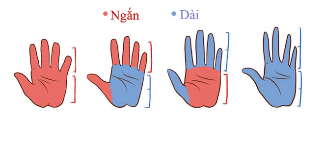 Trắc nghiệm tính cách: Chiều dài ngón tay nói gì về tính cách của bạn?