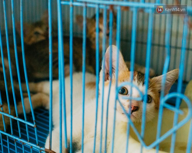 Người phụ nữ hy sinh 20 năm tuổi xuân để cưu mang hàng trăm chú mèo hoang ở Sài Gòn - Ảnh 3.