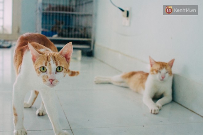 Người phụ nữ hy sinh 20 năm tuổi xuân để cưu mang hàng trăm chú mèo hoang ở Sài Gòn - Ảnh 5.