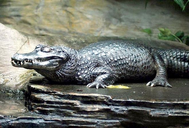 Trăn Anaconda hung bạo l&agrave; thế nhưng cũng phải khuất phục trước 2 hung thần Amazon n&agrave;y - Ảnh 6.