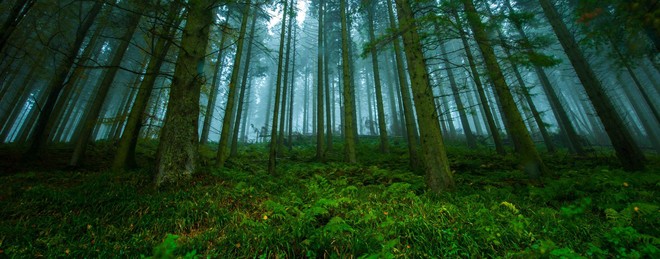 Ngắm 15 khu rừng sở hữu vẻ đẹp đầy ma mị như trong truyện cổ tích - Ảnh 13.