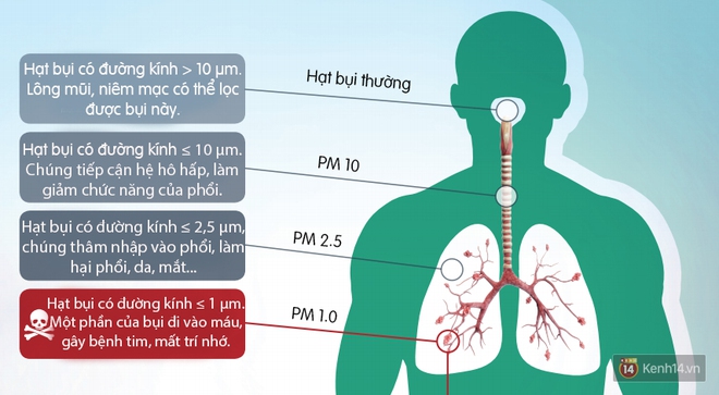 Không chỉ gây biến đổi ADN, loại bụi nguy hiểm này còn gây ra nhiều vấn đề nhãn tiền - Ảnh 3.