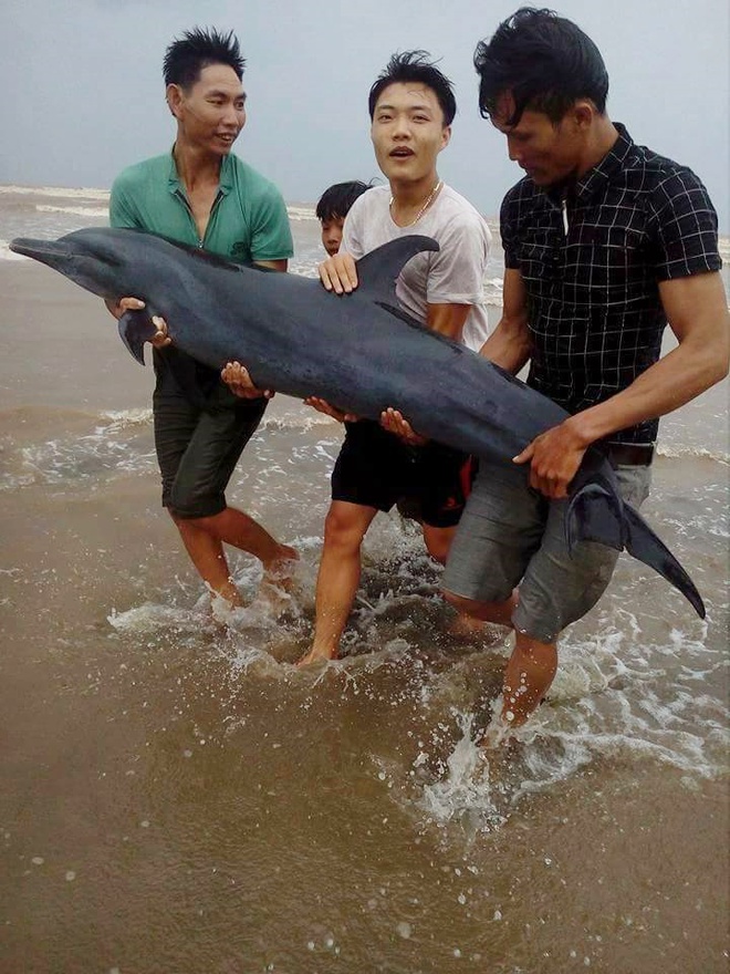 Ngư dân Nghệ An giải cứu thành công cá heo mắc cạn trên bờ biển trước khi cơn bão số 2 đổ bộ - Ảnh 1.