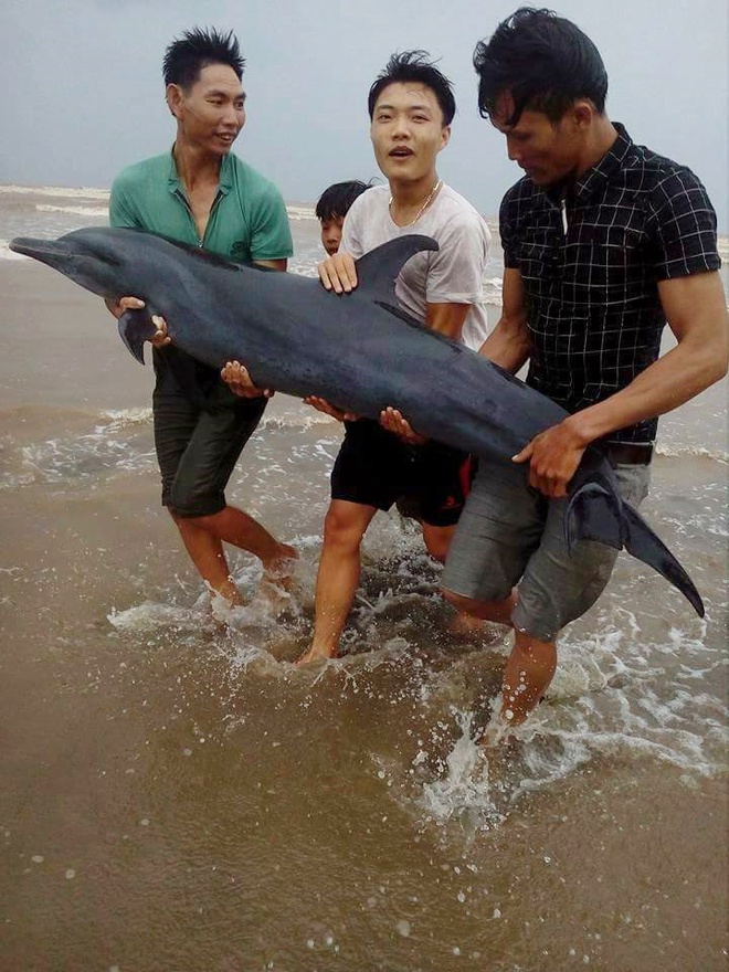 Ngư d&acirc;n Nghệ An giải cứu th&agrave;nh c&ocirc;ng c&aacute; heo mắc cạn tr&ecirc;n bờ biển trước khi cơn b&atilde;o số 2 đổ bộ - Ảnh 1.