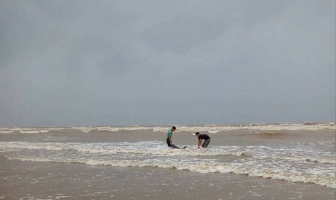 Ngư dân Nghệ An giải cứu thành công cá heo mắc cạn trên bờ biển trước khi cơn bão số 2 đổ bộ - Ảnh 2.