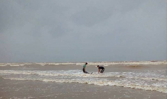 Ngư d&acirc;n Nghệ An giải cứu th&agrave;nh c&ocirc;ng c&aacute; heo mắc cạn tr&ecirc;n bờ biển trước khi cơn b&atilde;o số 2 đổ bộ - Ảnh 2.