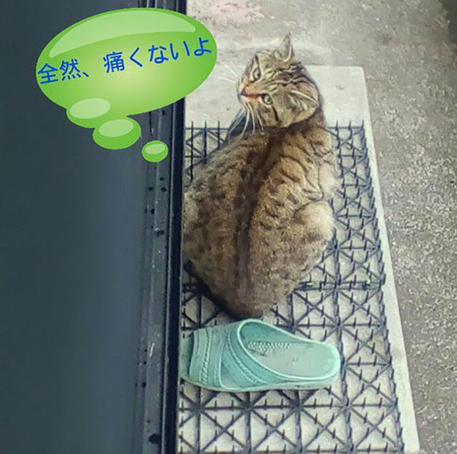Người Nhật mua bẫy gai để ngăn mèo chạy nhảy lung tung, kết quả khiến ai cũng dở khóc dở cười - Ảnh 18.