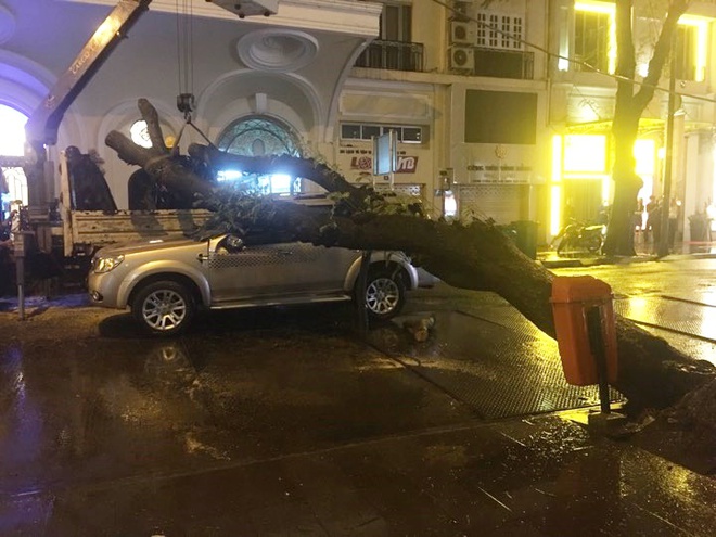 TP. HCM: Cây xanh trên đường Đồng Khởi bật gốc sau cơn mưa lớn, ngã đè trúng ô tô đang lưu thông - Ảnh 1.