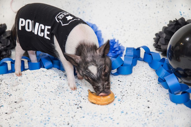 Mới 6 tháng tuổi, chú lợn háu ăn đã là một cảnh sát thực thụ - Ảnh 7.