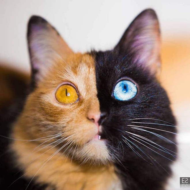 Gặp gỡ bé mèo mặt hai màu khiến cả Instagram điên đảo - Ảnh 11.