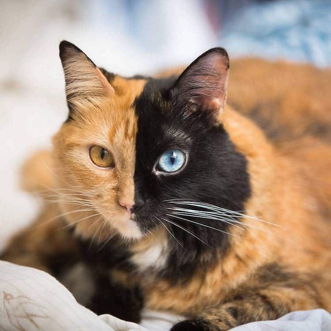 Gặp gỡ bé mèo mặt hai màu khiến cả Instagram điên đảo - Ảnh 4.