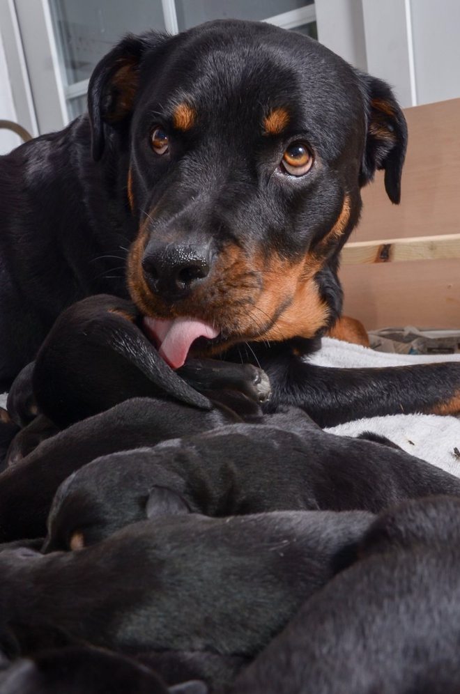 Chó mẹ vĩ đại sinh liền một lúc 15 chó con - Ảnh 3.