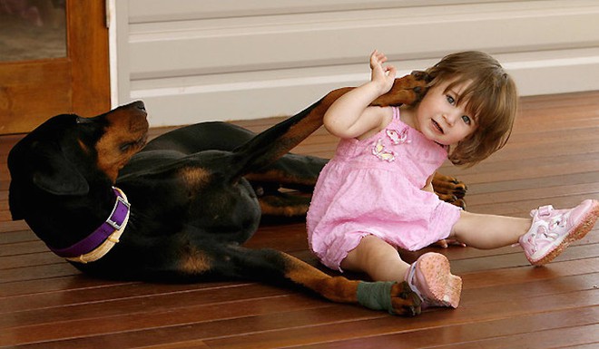 Mẹ hốt hoảng khi chó doberman vừa nhận nuôi tha con gái nhỏ ném đi xa cả mét, nhưng hóa ra đó là hành động anh hùng - Ảnh 4.