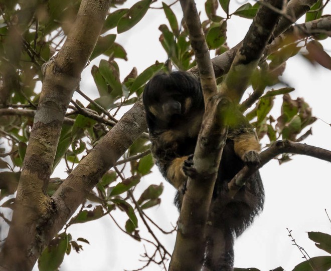 Một trong những loài vật bí ẩn nhất rừng Amazon lần đầu tiên được lên ảnh - Ảnh 2.