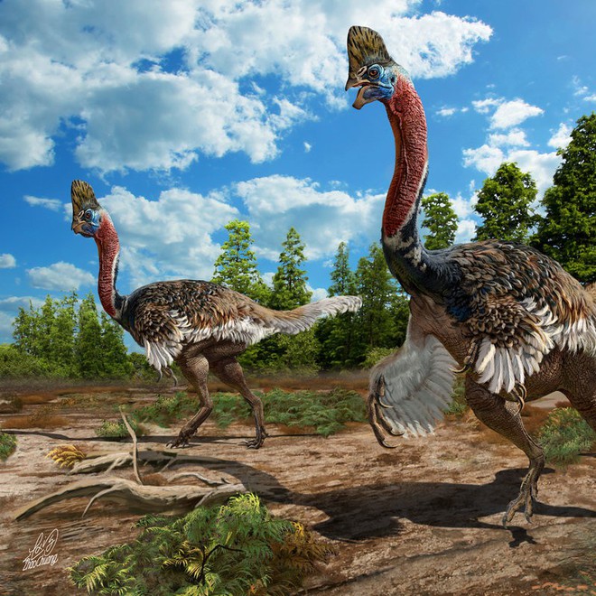 Cận cảnh lo&agrave;i chim nguy hiểm nhất thế giới được ghi trong kỷ lục Guinness - Ảnh 5.