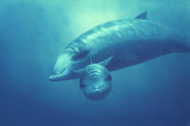 Mổ xác cá voi dạt bờ, khoa học tìm thấy vật chứng kinh dị về tác động của con người đến đại dương - Ảnh 3.