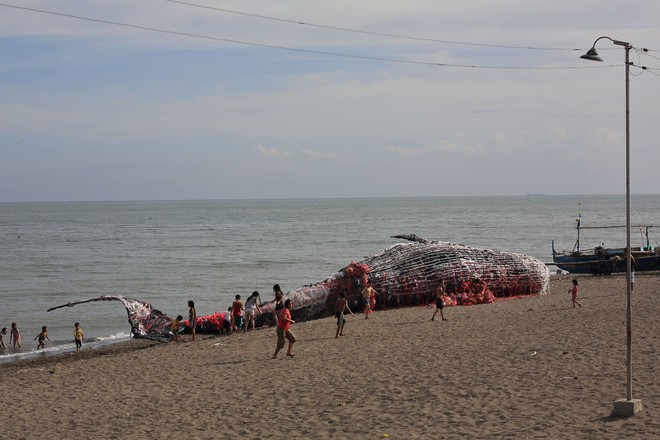 Cá voi khổng lồ nằm chết bên bãi biển, ai cũng sốc khi phát hiện ra thứ bên trong miệng nó - Ảnh 6.