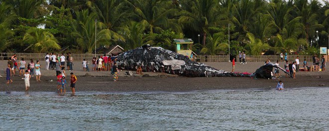 Cá voi khổng lồ nằm chết bên bãi biển, ai cũng sốc khi phát hiện ra thứ bên trong miệng nó - Ảnh 4.