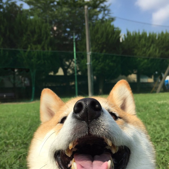 Nàng cún Shiba lầy lội: đã ra đường là không bao giờ chịu về nhà - Ảnh 9.