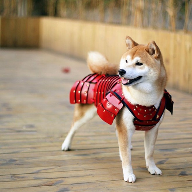 Ch&oacute; v&agrave; m&egrave;o tr&ocirc;ng cực ngầu khi h&oacute;a trang th&agrave;nh c&aacute;c v&otilde; sĩ samurai - Ảnh 1.