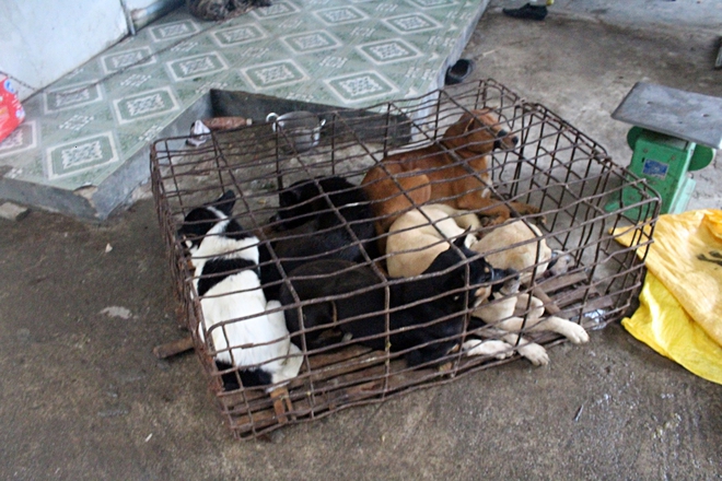 Quảng Nam: Mật phục tại lò mổ trong đêm, bắt 2 đối tượng trộm 5 con chó đem bán - Ảnh 4.