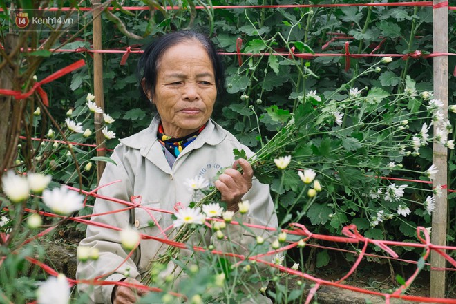 Đằng sau những gánh cúc họa mi trên phố Hà Nội là nỗi niềm của người nông dân Nhật Tân: Không còn sức nữa, phải bỏ hoa về nhà! - Ảnh 5.