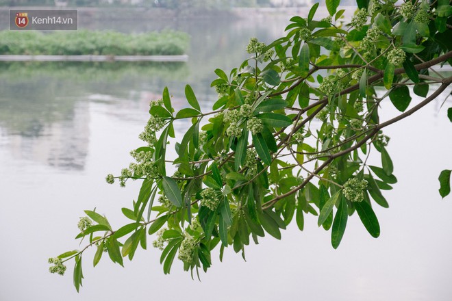 Khi "mùa hoa sữa về thơm từng cơn gió" trở thành nỗi ám ảnh với người dân Thủ Đô - Ảnh 1.