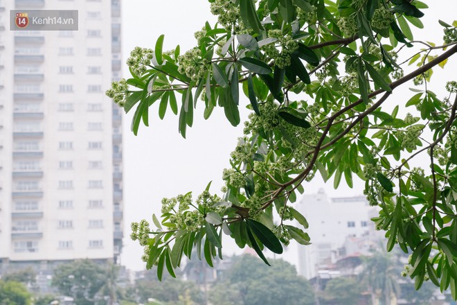 Khi "mùa hoa sữa về thơm từng cơn gió" trở thành nỗi ám ảnh với người dân Thủ Đô - Ảnh 5.