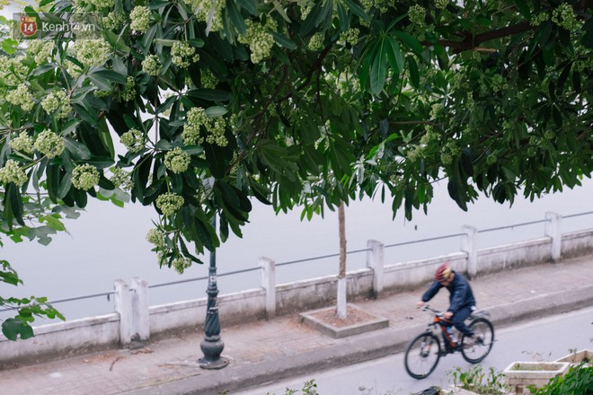 Khi "mùa hoa sữa về thơm từng cơn gió" trở thành nỗi ám ảnh với người dân Thủ Đô - Ảnh 5.