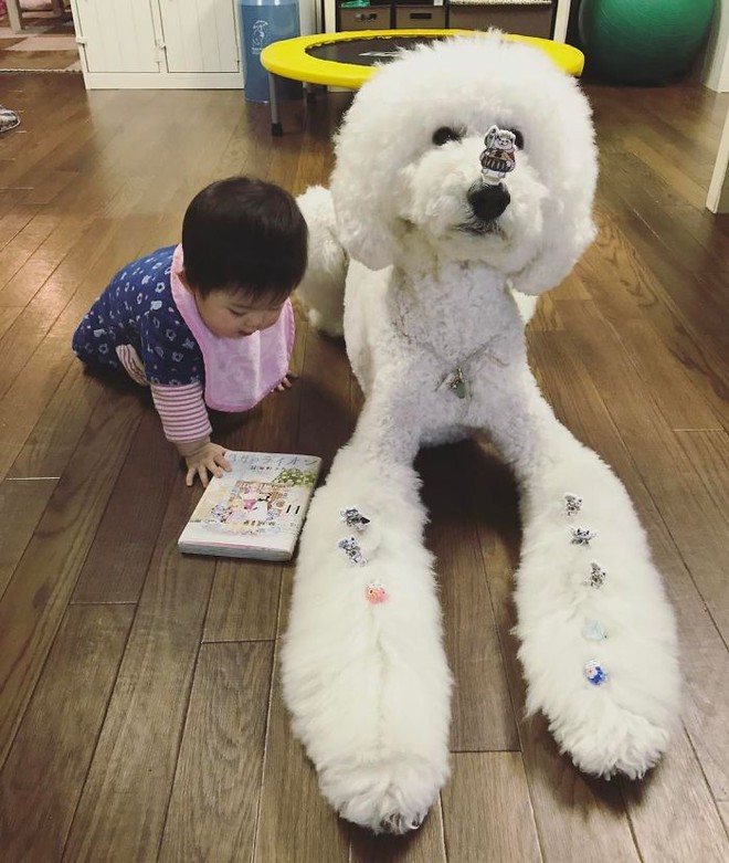 Ngắm nhìn tình bạn đáng yêu của bé gái và chú chó poodle - Ảnh 31.