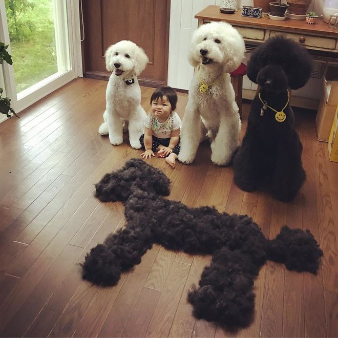 Ngắm nhìn tình bạn đáng yêu của bé gái và chú chó poodle - Ảnh 15.