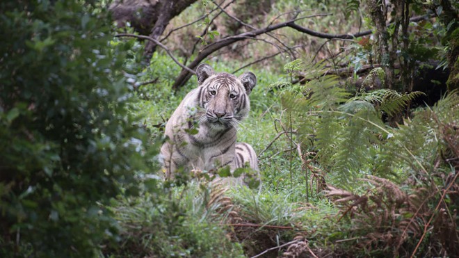 Đây là con hổ trắng đặc biệt nhất hành tinh, vì cả thế giới chỉ có mình nó mà thôi - Ảnh 1.