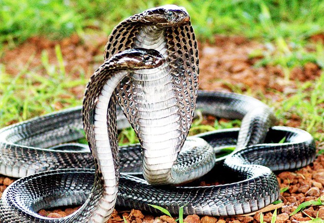 Trăn Anaconda vs rắn hổ mang chúa - quái vật đụng độ, loài nào thắng? - Ảnh 4.