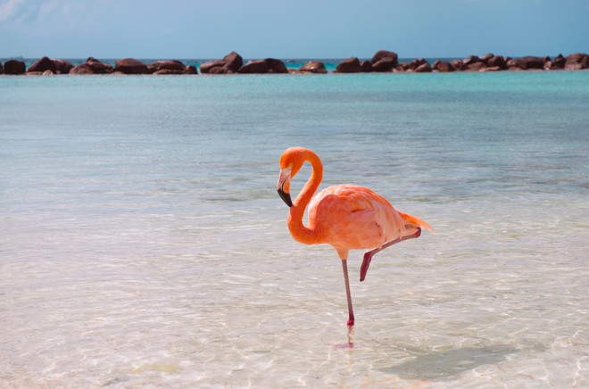 flamingo-beach-one-leg-1495625785267.jpg