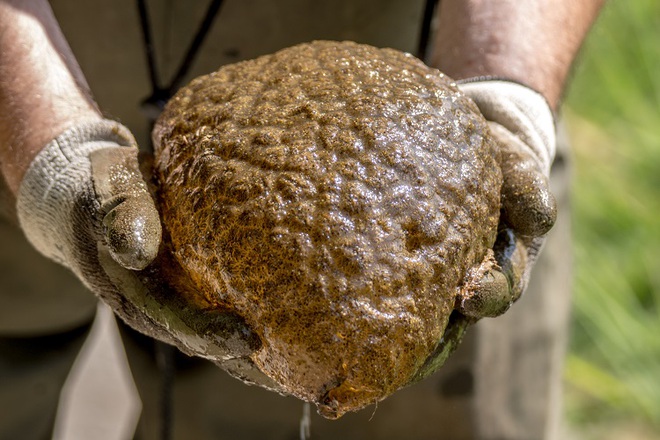 Phát hiện loài sinh vật có hình bộ não, nhầy nhụa, dẻo như thạch ở Canada - Ảnh 3.