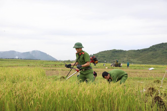 H&igrave;nh ảnh đẹp: C&ocirc;ng an miền Trung gi&uacute;p d&acirc;n gặt l&uacute;a chạy b&atilde;o số 10 - Ảnh 1.