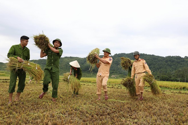 H&igrave;nh ảnh đẹp: C&ocirc;ng an miền Trung gi&uacute;p d&acirc;n gặt l&uacute;a chạy b&atilde;o số 10 - Ảnh 2.