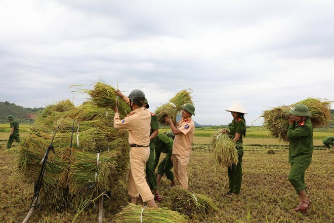 H&igrave;nh ảnh đẹp: C&ocirc;ng an miền Trung gi&uacute;p d&acirc;n gặt l&uacute;a chạy b&atilde;o số 10 - Ảnh 3.