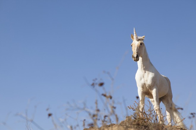 Kỳ lân (unicorn) là một loài có thực, nhưng nó không giống như bạn tưởng  tượng đâu
