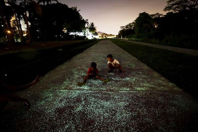 Ngắm đoạn đường phát sáng đẹp như tranh vẽ trong đêm tại Singapore - Ảnh 3.